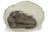 Tower Eyed Erbenochile Trilobite - Foum Zguid, Morocco #179618-4